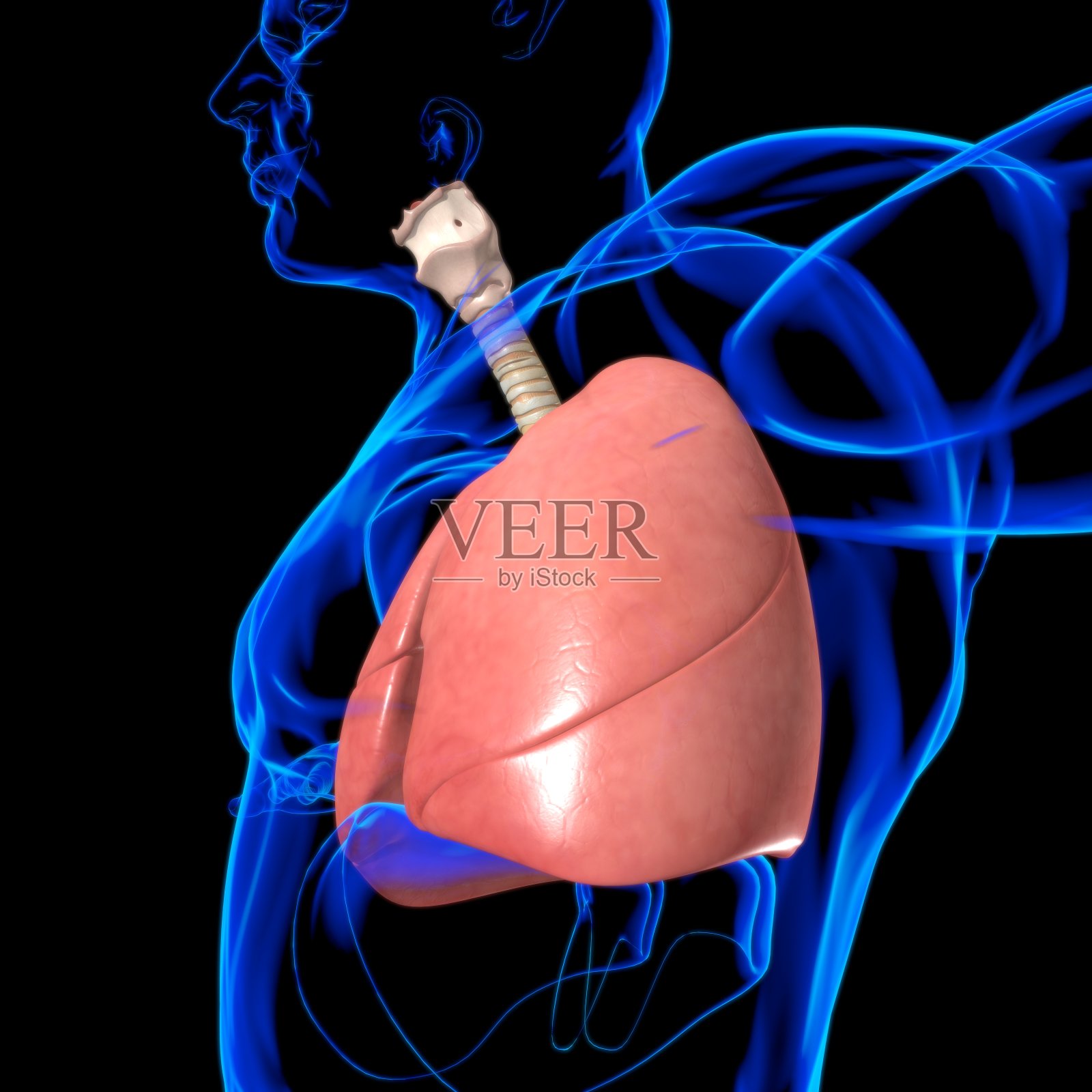 肺人体呼吸系统解剖医学概念3D照片摄影图片