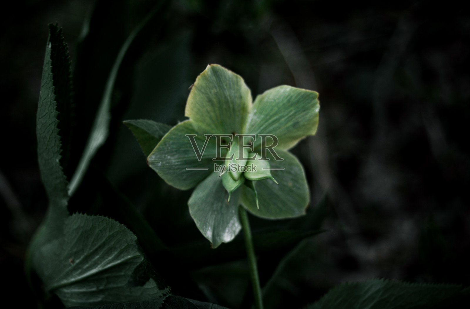 自然照片摄影图片