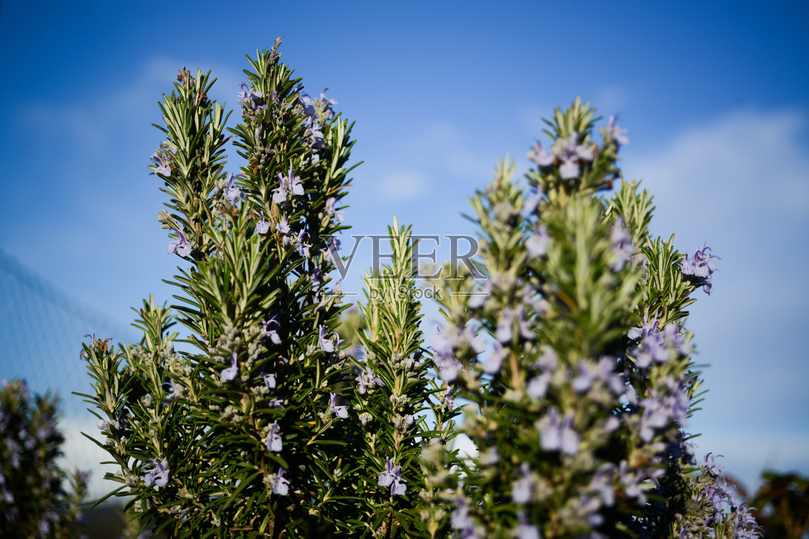 迷迭香照片摄影图片