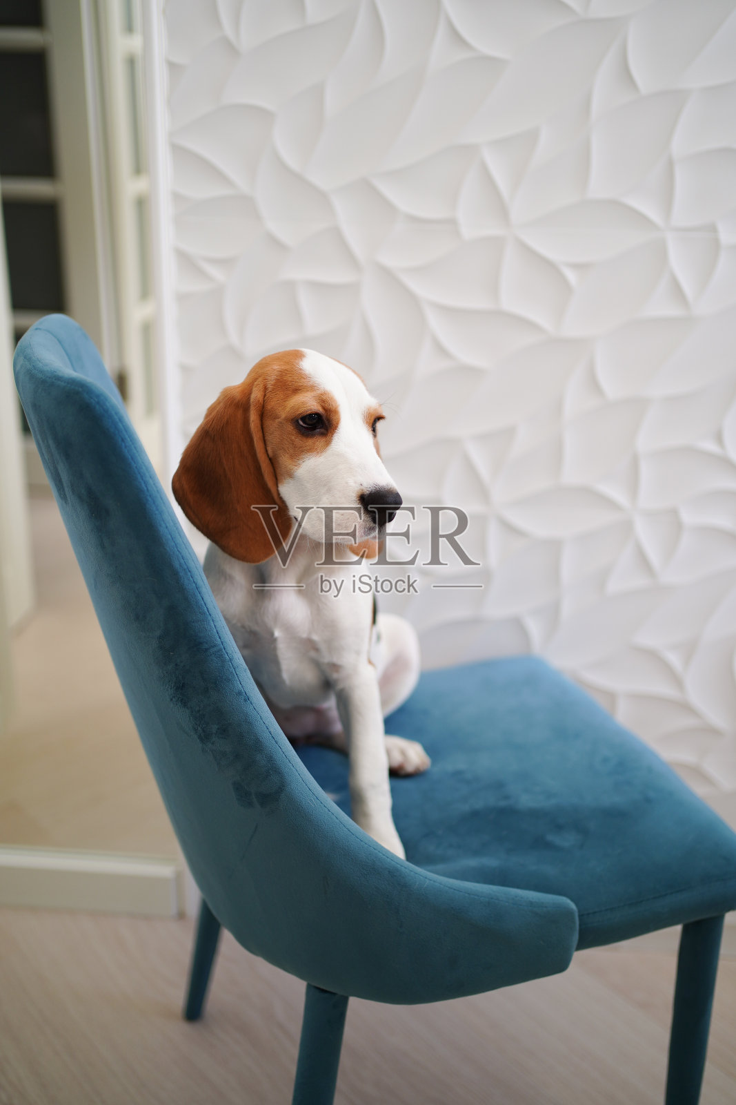 短腿猎犬坐在公寓里的一张蓝色椅子上。照片摄影图片