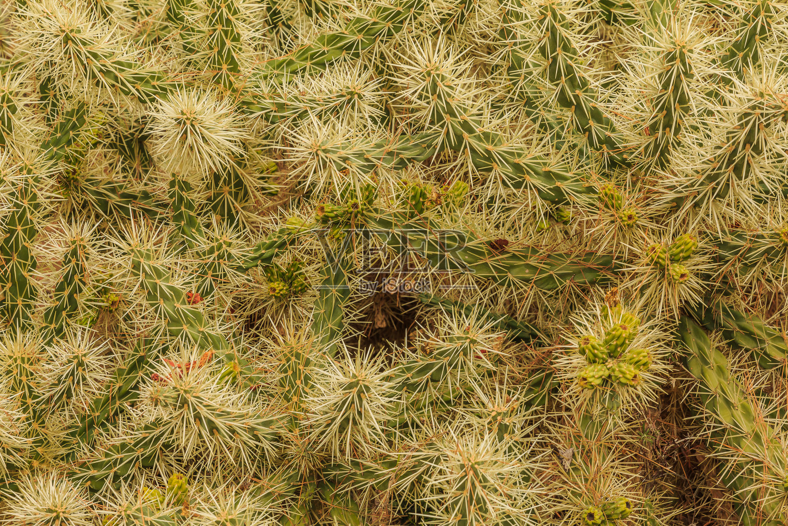 亚利桑那州沙漠仙人掌照片摄影图片