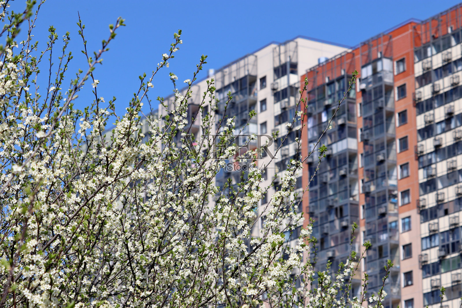 高层住宅楼背景上的樱花照片摄影图片