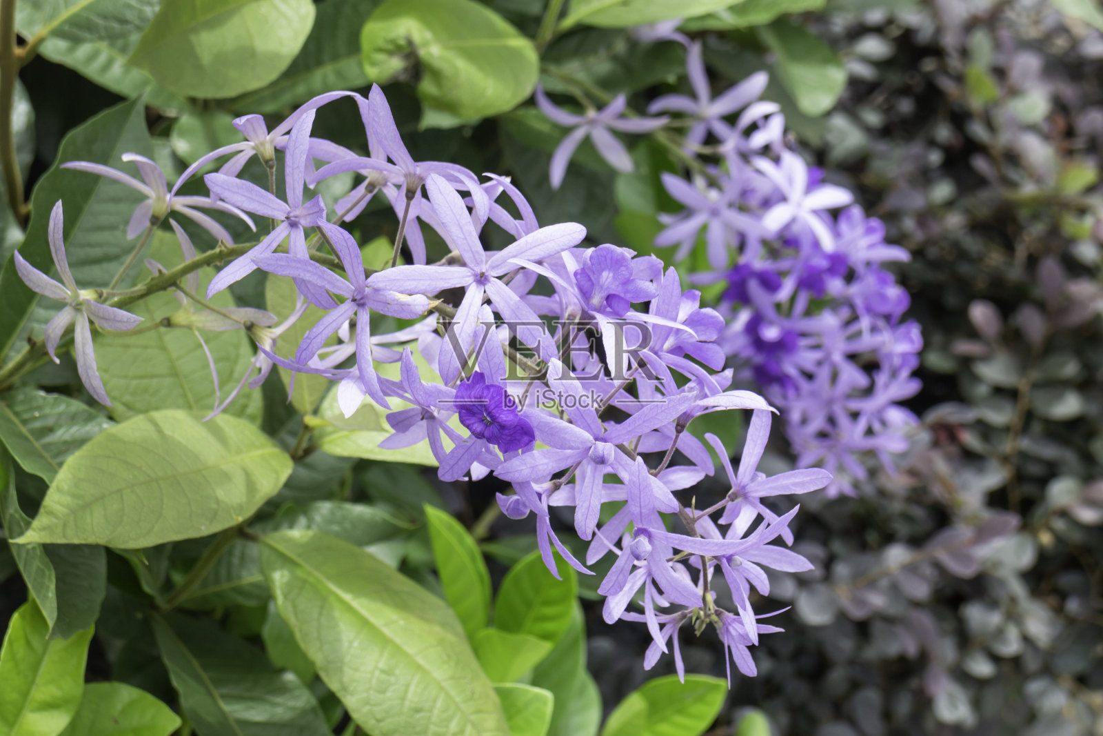 在户外植物市场放松一下照片摄影图片