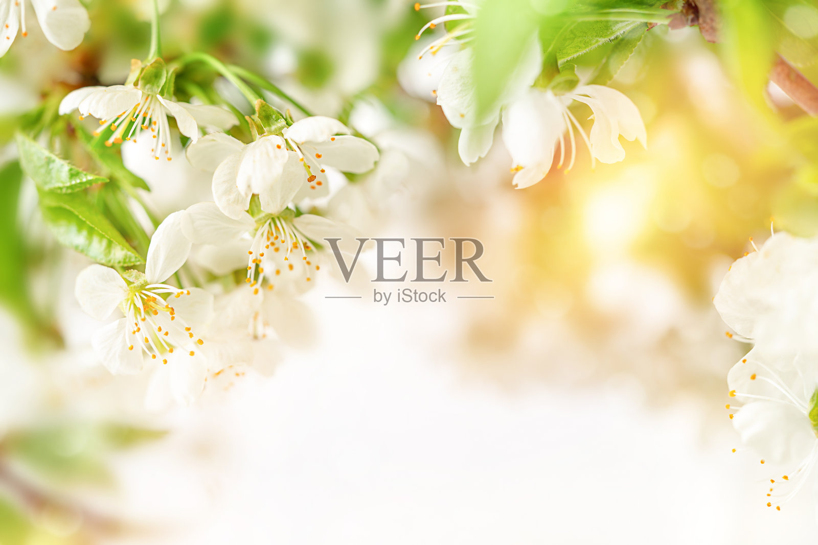 自然背景的果树开花。本空间照片摄影图片