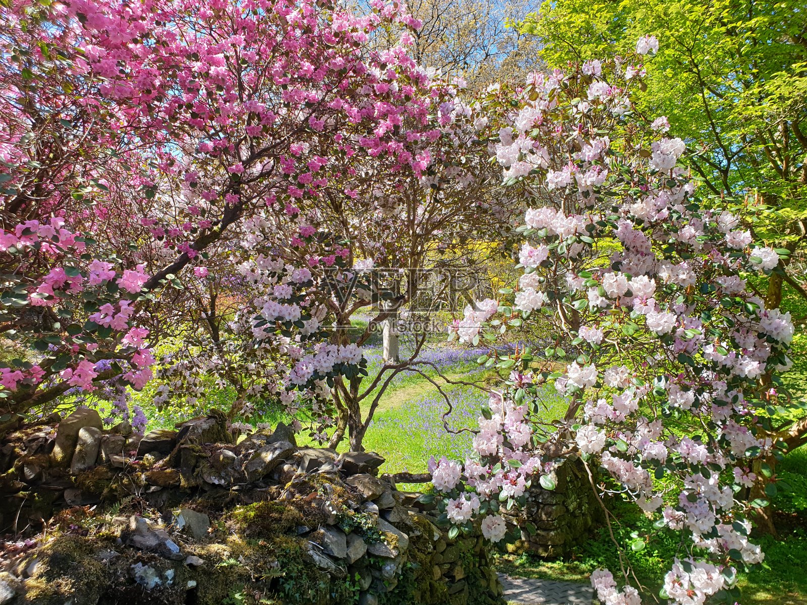 公园里美丽的粉红色春花照片摄影图片