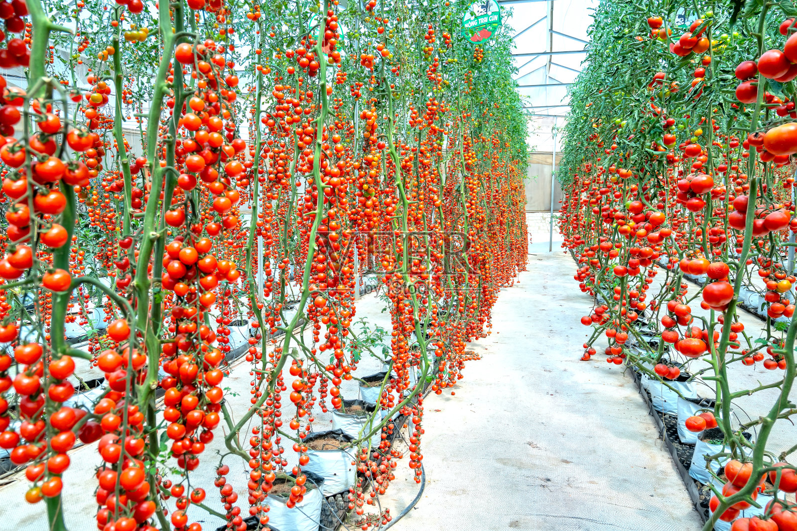 樱桃番茄在温室花园里成熟照片摄影图片