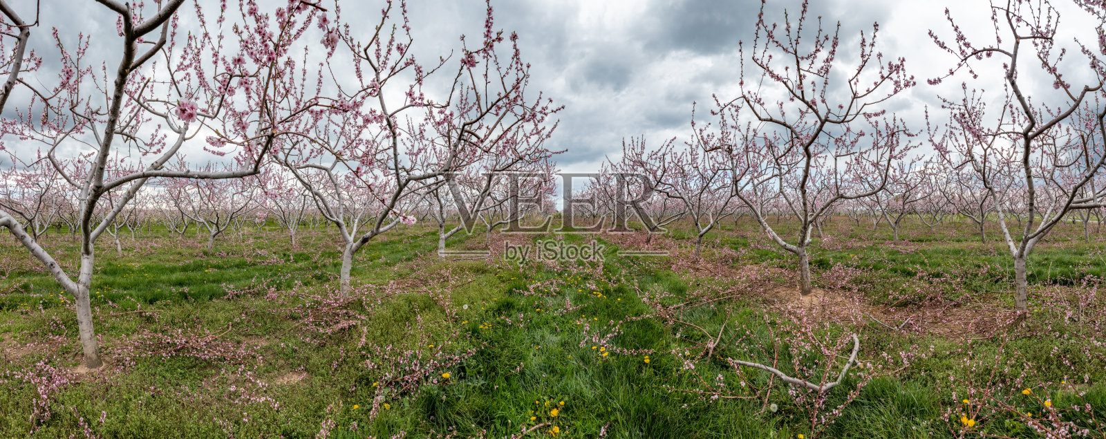 春季在加拿大格里姆斯比尼亚加拉瀑布地区的农场和果园照片摄影图片