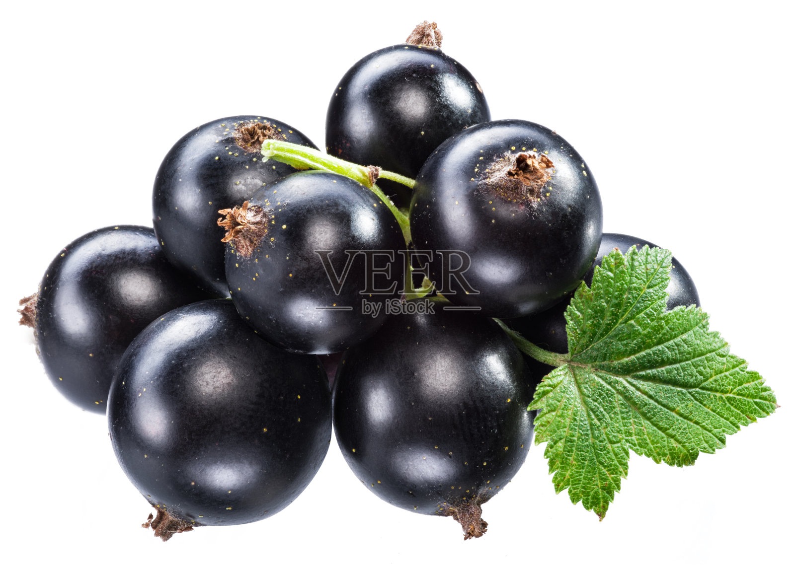 成熟的黑醋栗枝与绿色的叶子在白色的背景。微距镜头。照片摄影图片