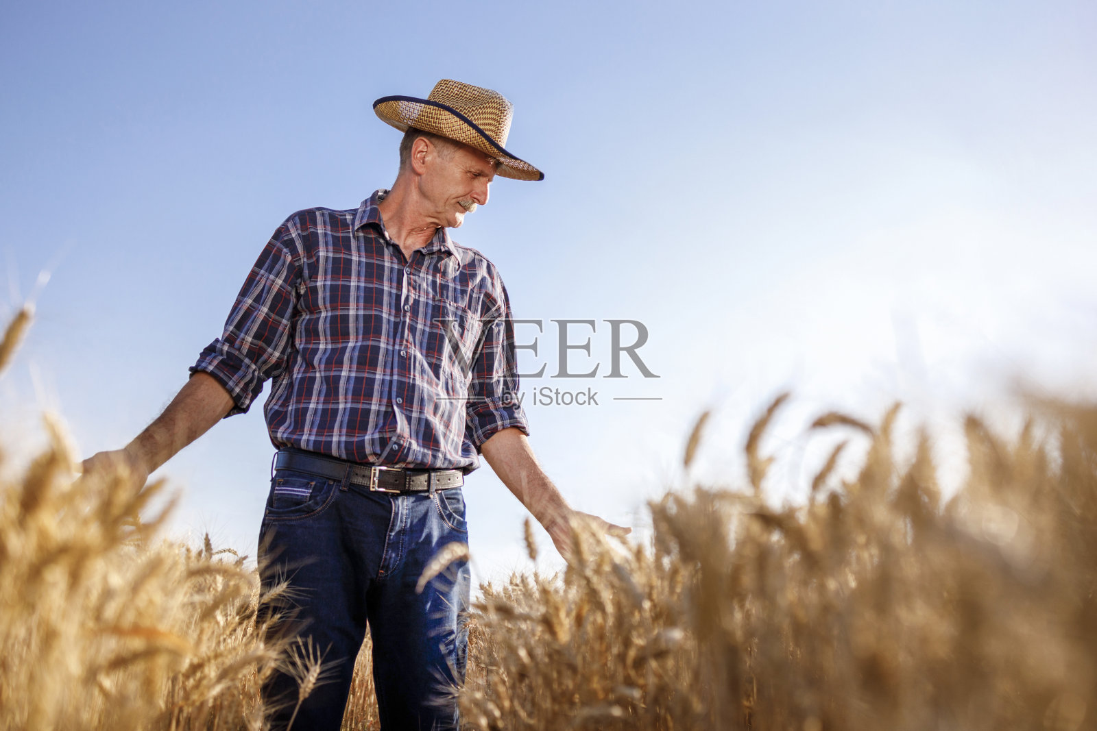 农夫在看田里的小麦照片摄影图片