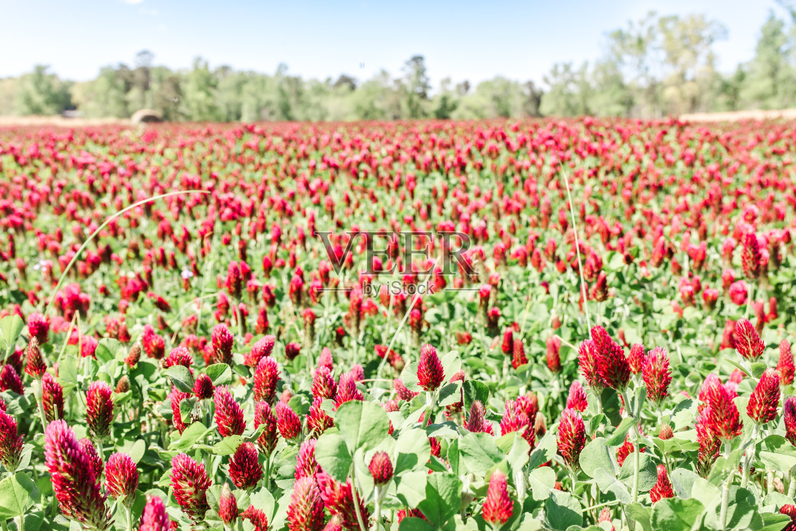 一片粉红色和红色的花照片摄影图片
