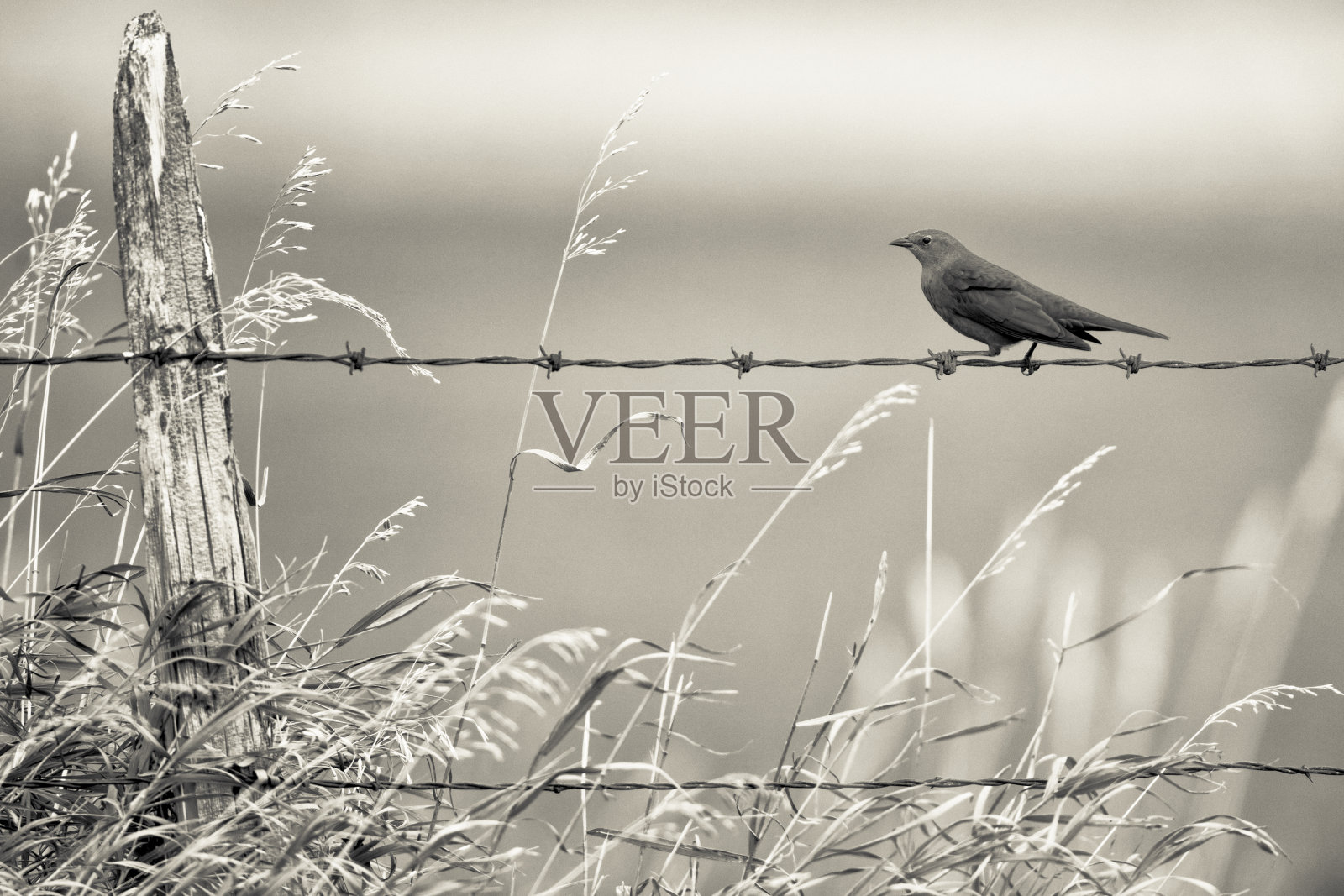 加拿大阿尔伯塔省农村照片摄影图片