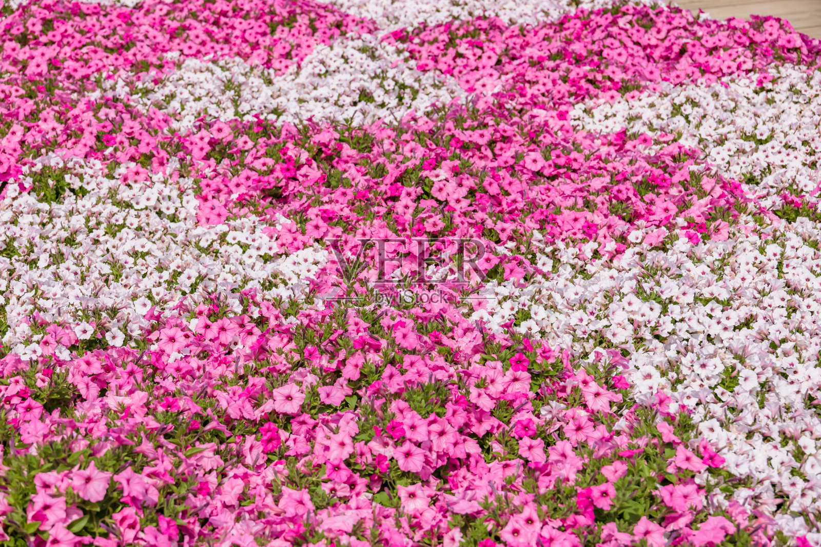 鲜艳美丽的鲜花照片摄影图片