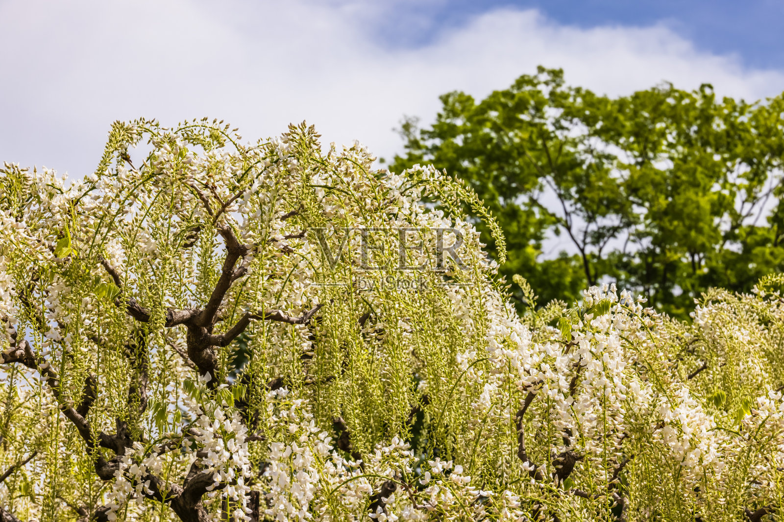 新鲜的紫藤花，美丽的颜色照片摄影图片