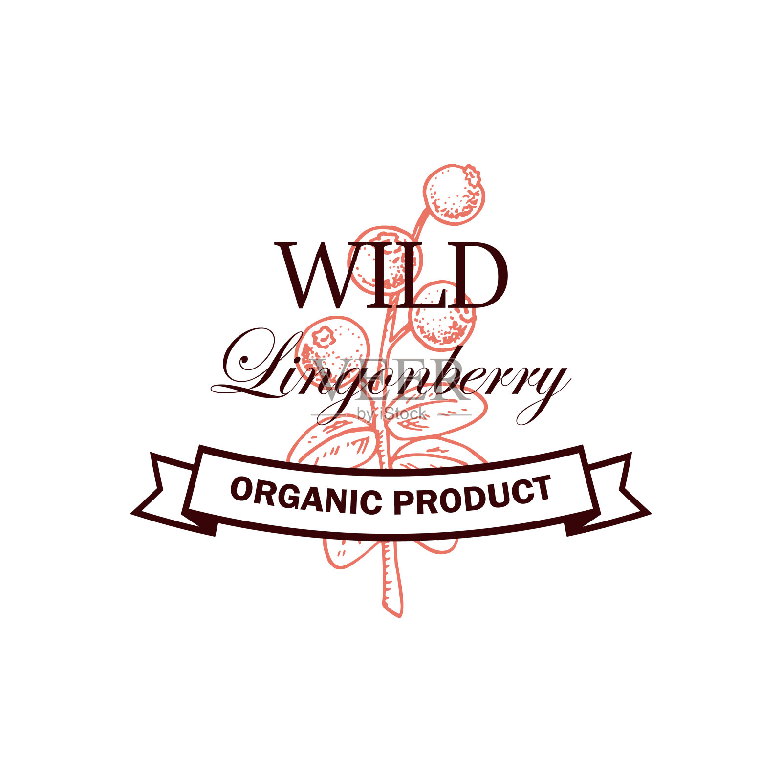 手绘越橘与枝与叶和浆果孤立在白色的背景。矢量插图在素描风格插画图片素材