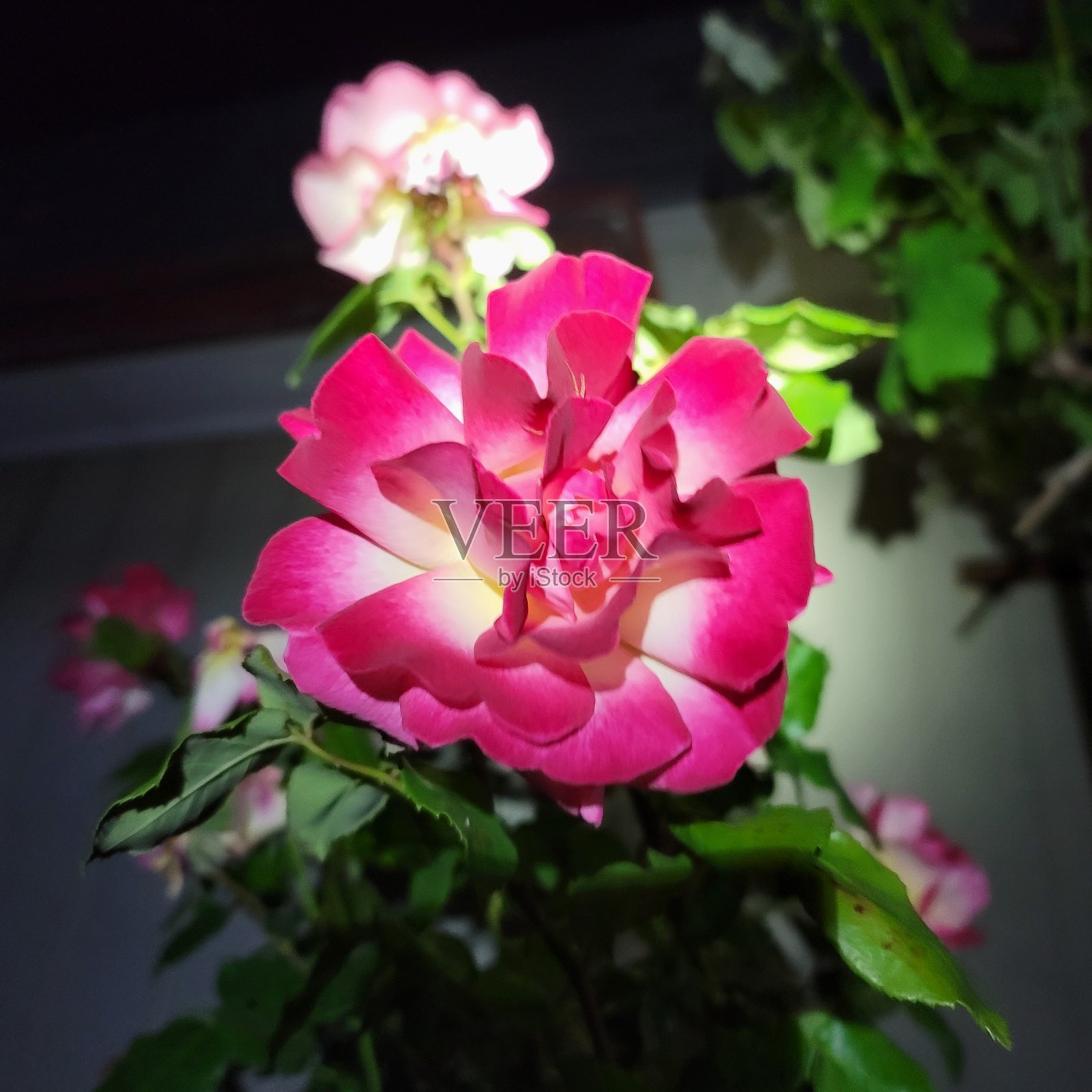 春天的花朵照片摄影图片