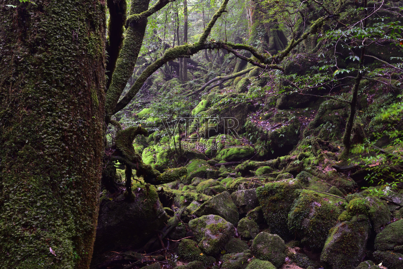 日本屋久岛的雪松林深处照片摄影图片
