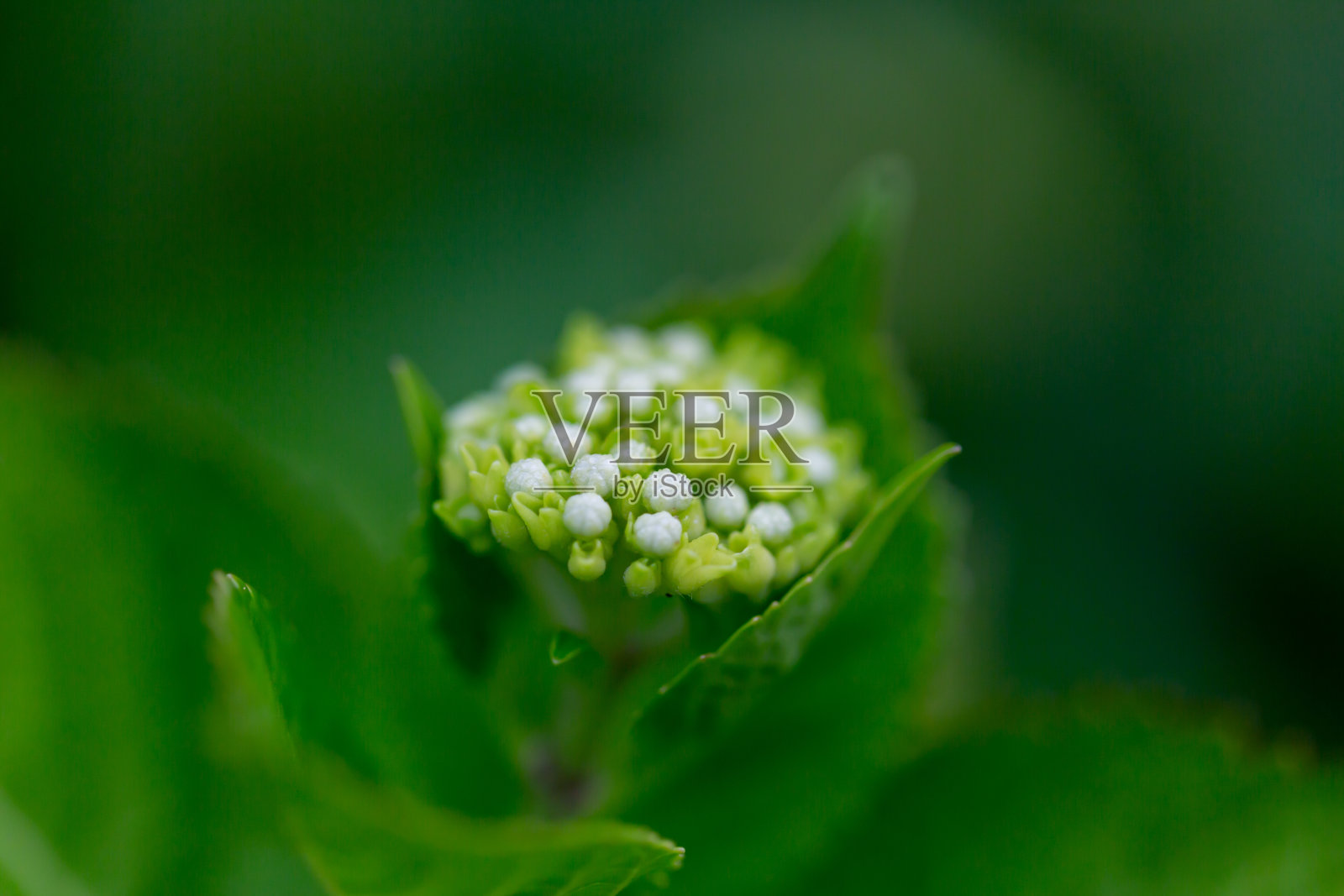 花照片摄影图片