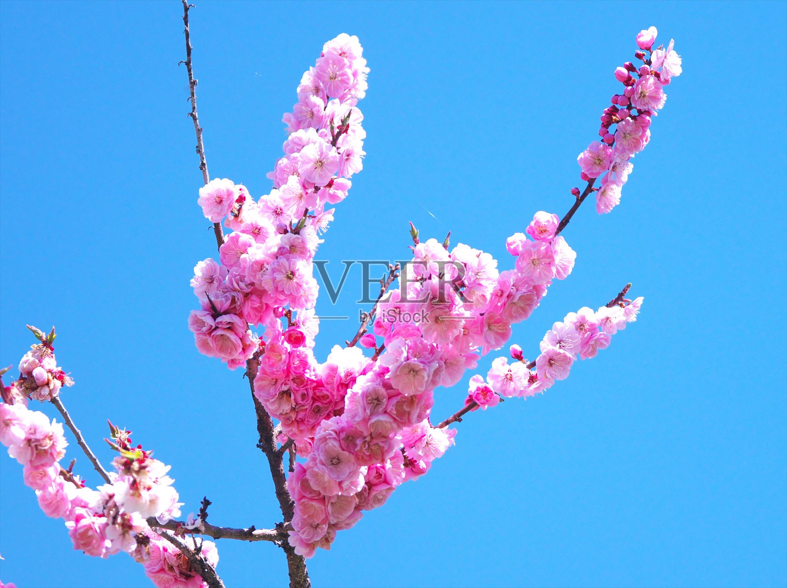 平冈梅花森林公园照片摄影图片