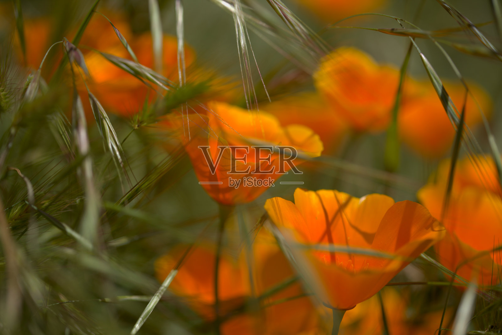 大加纳利群岛的植物志-加州罂粟，引进和入侵物种的加州罂粟，自然的宏观花卉背景照片摄影图片