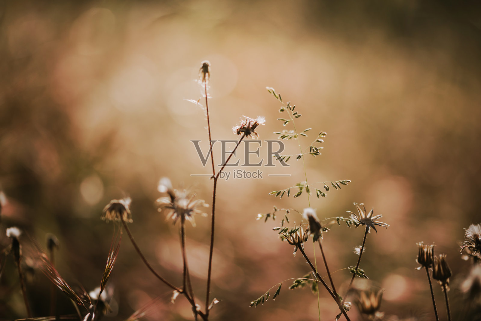 选择柔软的焦点干燥的草，芦苇，秸秆在风中吹在金色的夕阳光。大自然、夏天、草的概念照片摄影图片