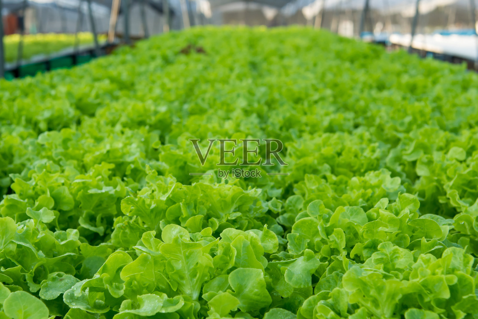 绿橡树，农场蔬菜沙拉照片摄影图片