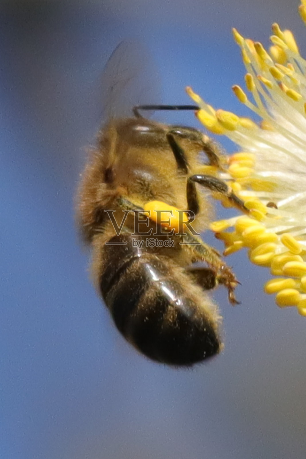 家蜂(意大利蜜蜂)照片摄影图片