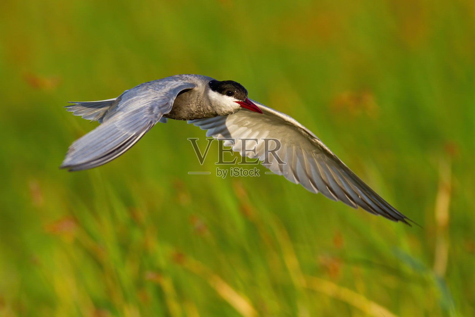 在阳光明媚的夏季，常见燕鸥在湿地降落照片摄影图片