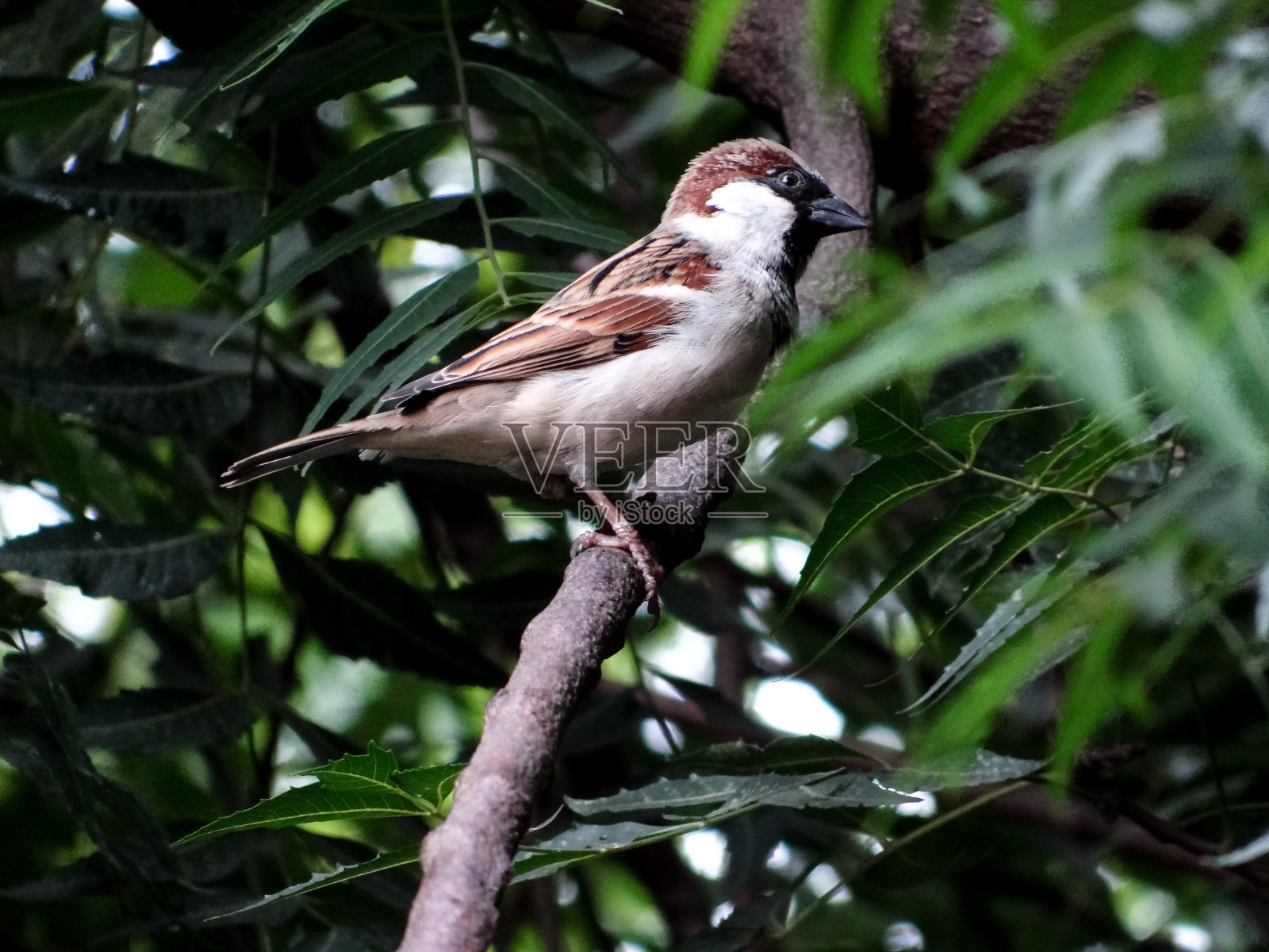 雄性麻雀照片摄影图片