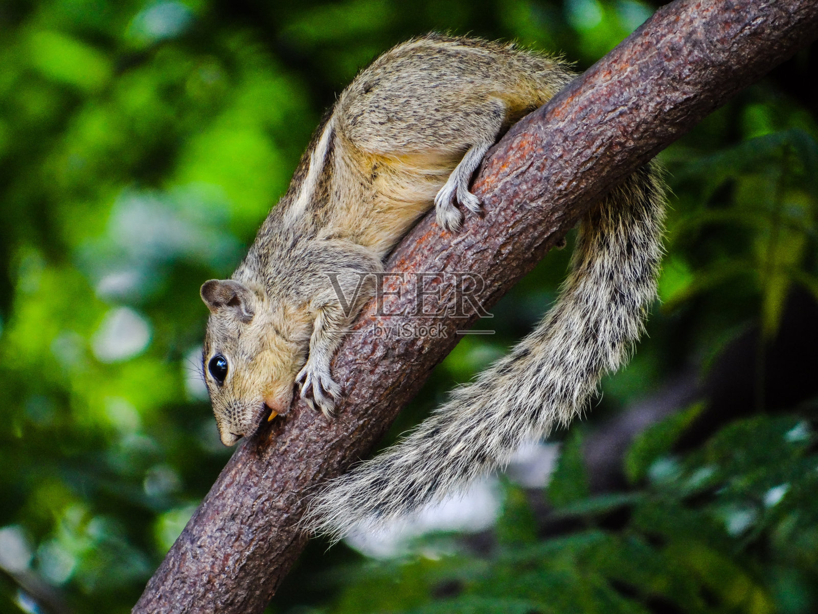 树上的松鼠照片摄影图片
