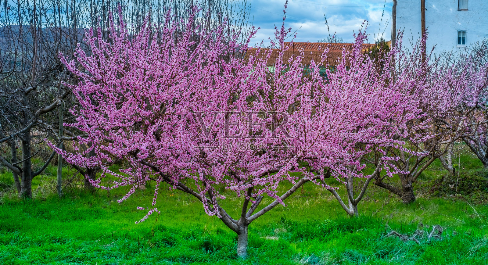 春天的色彩。照片摄影图片