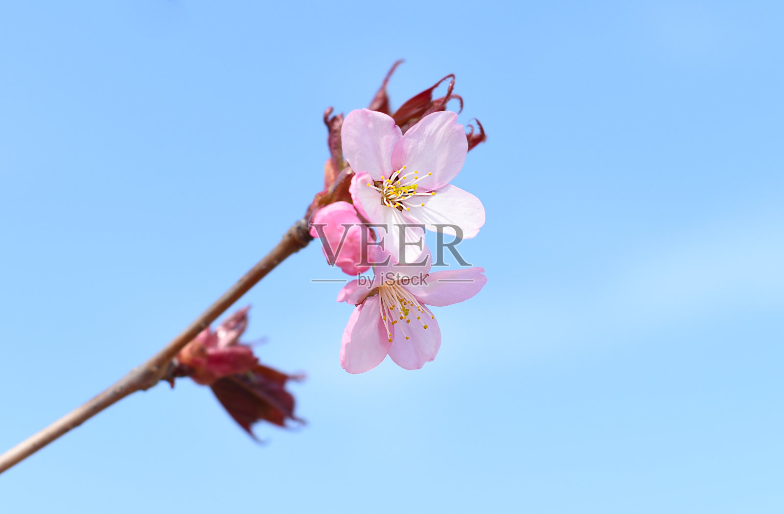 蓝色背景下的樱花。俄罗斯远东地区照片摄影图片