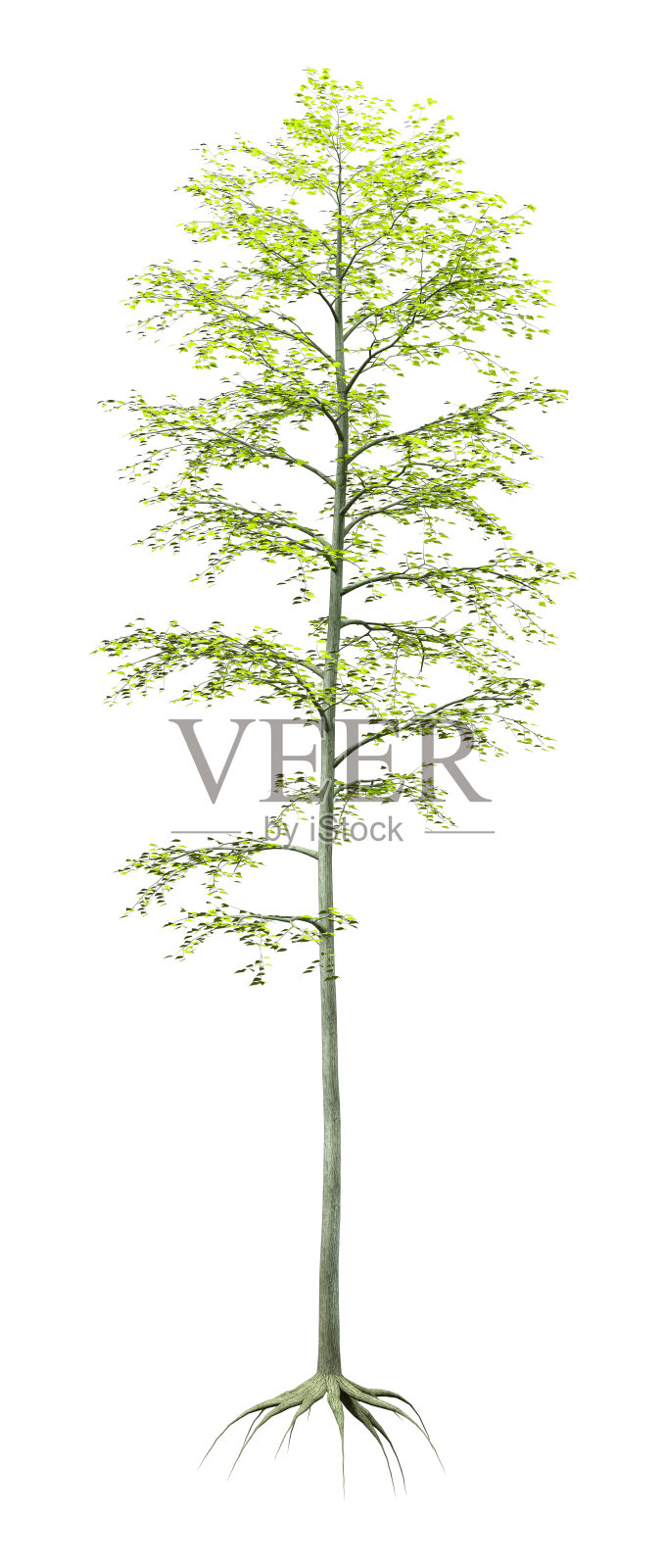 3D插图绿色桦树在白色照片摄影图片