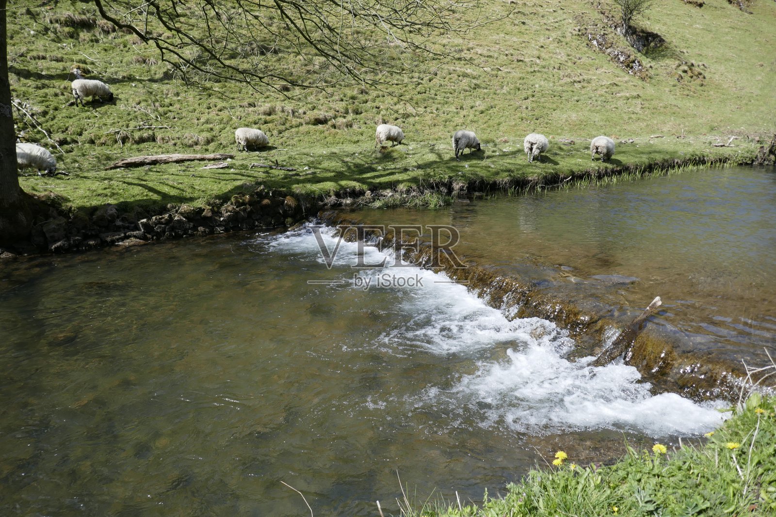 鸽子河边的羊照片摄影图片