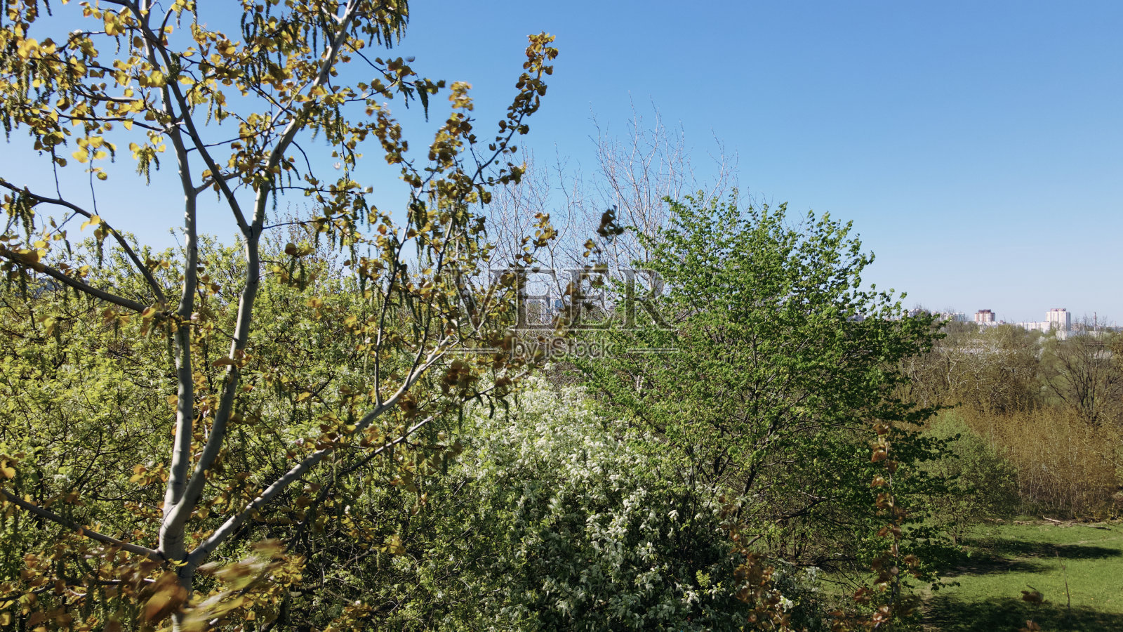 飞过春天公园里的树木。树上有嫩叶和白花。对自然的航空摄影。照片摄影图片
