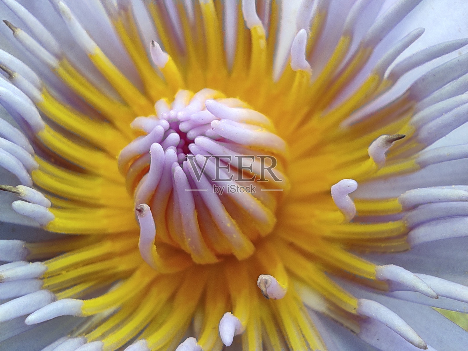 美丽的水百合花中心近距离微距照片摄影图片