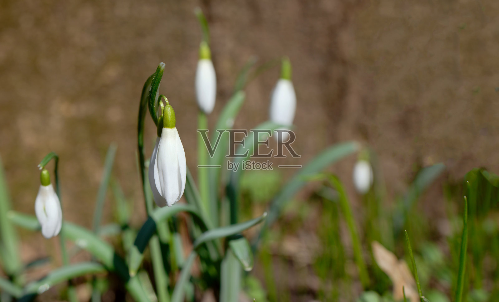 森林里的雪花莲的特写照片摄影图片