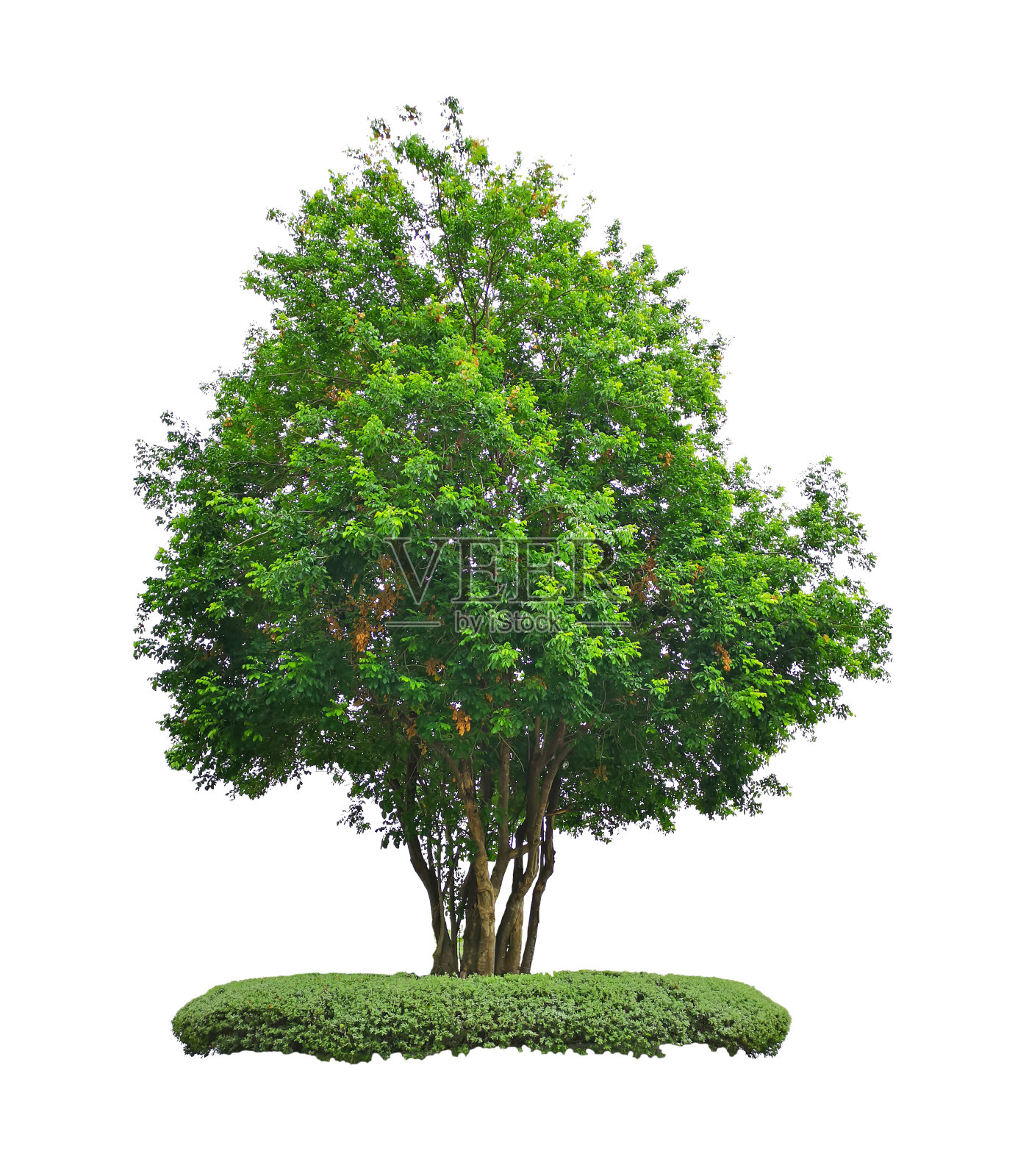 绿树孤立，一株常绿的叶子植物死剪在白色的背景与修剪路径照片摄影图片