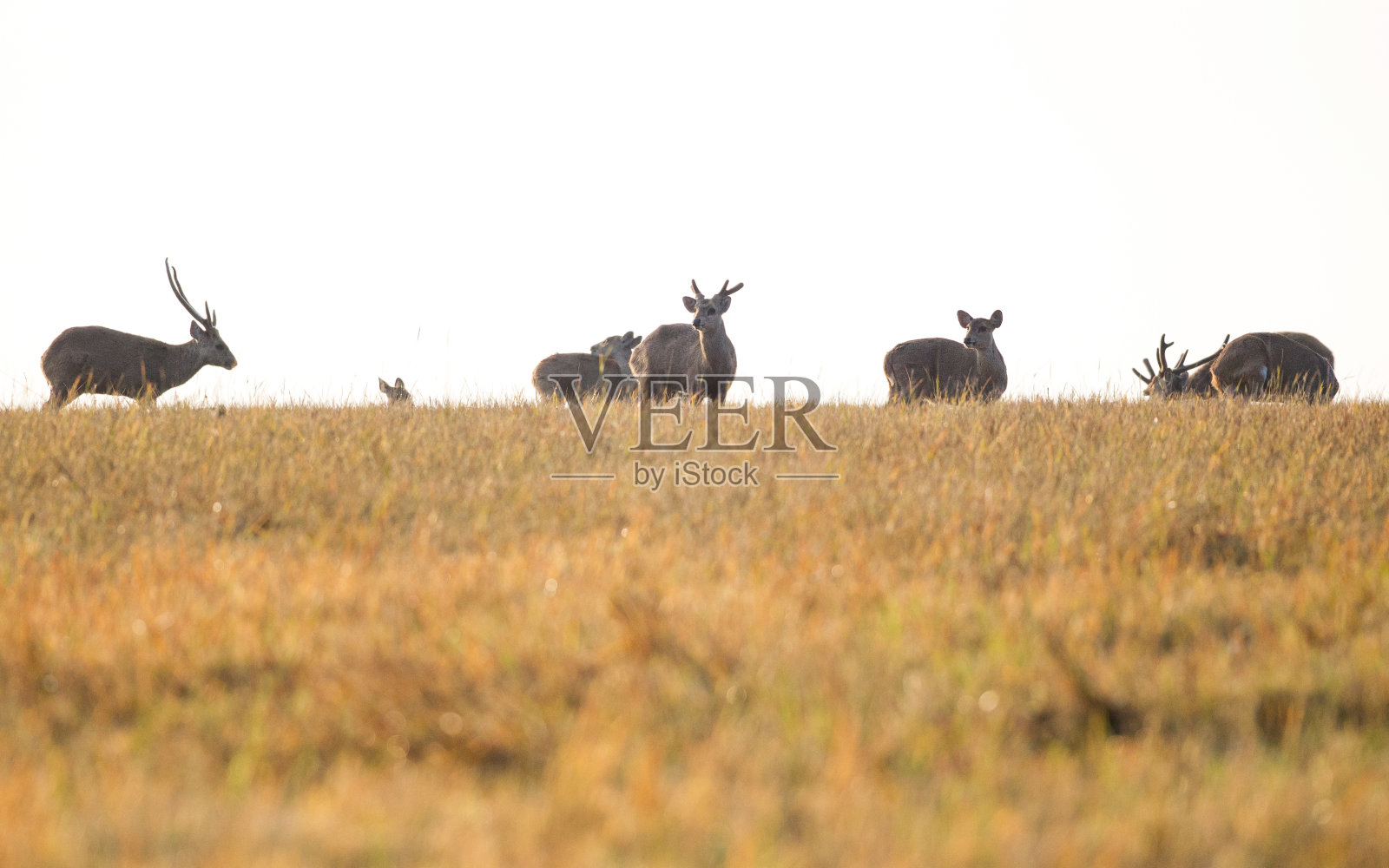 一群印度猪鹿(Hyelaphus porcinus)照片摄影图片