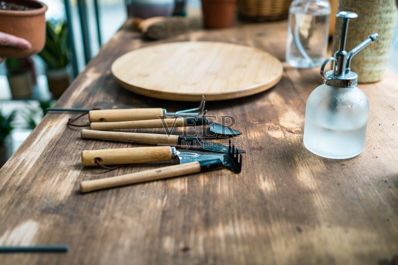 室内植物准备照顾照片摄影图片