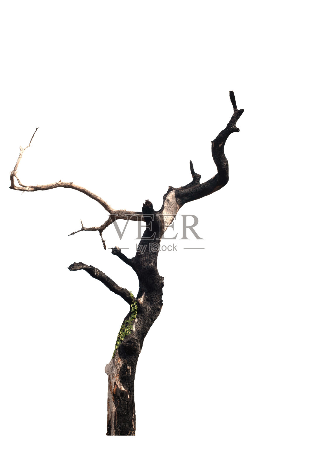 白色背景上的枯树照片摄影图片