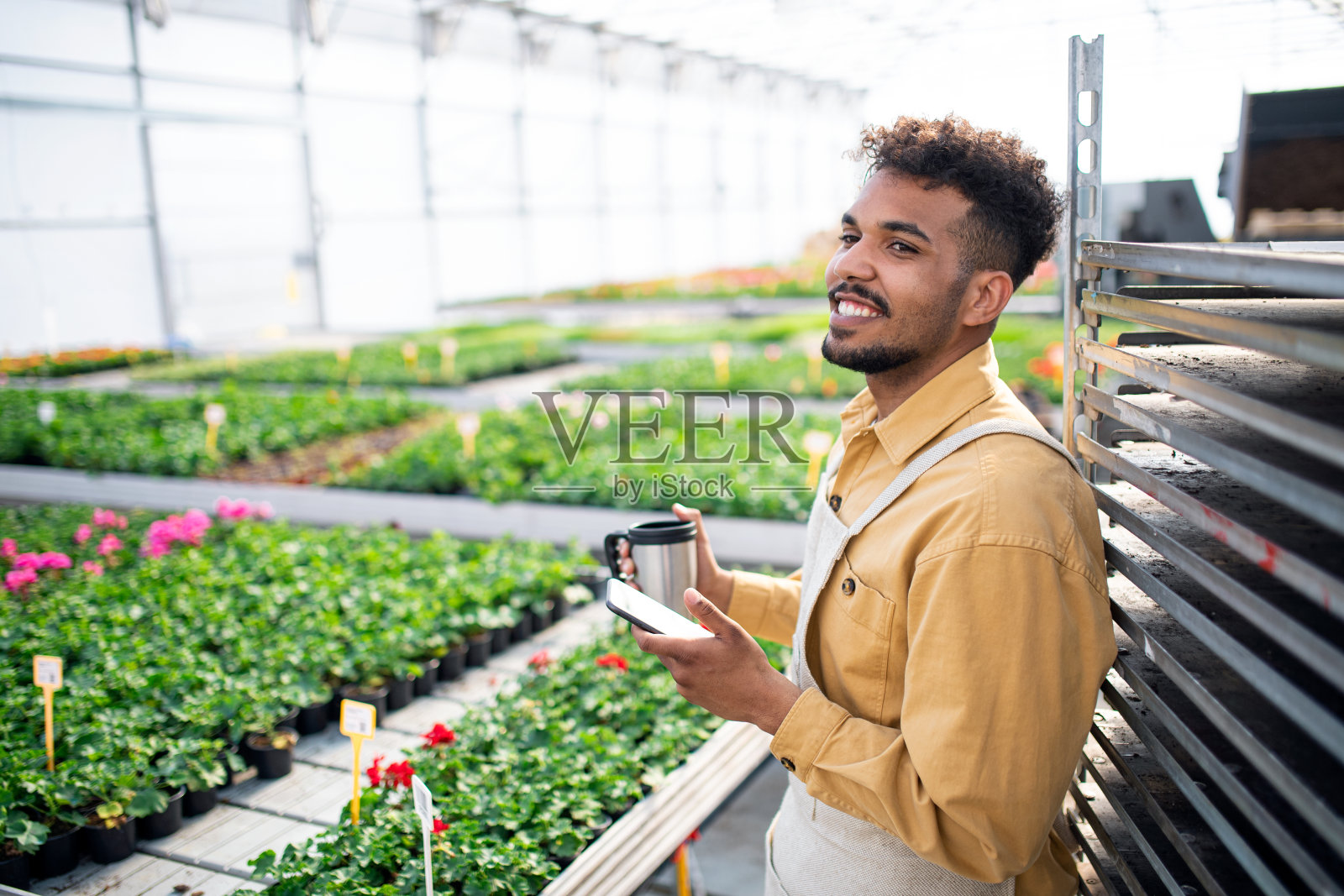 年轻的非裔美国人在温室工作，喝着咖啡休息。照片摄影图片