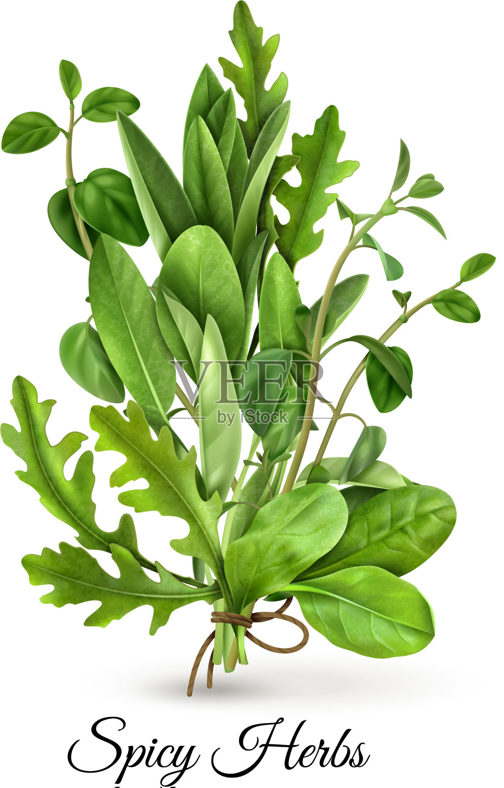 新鲜香草现实插画图片素材