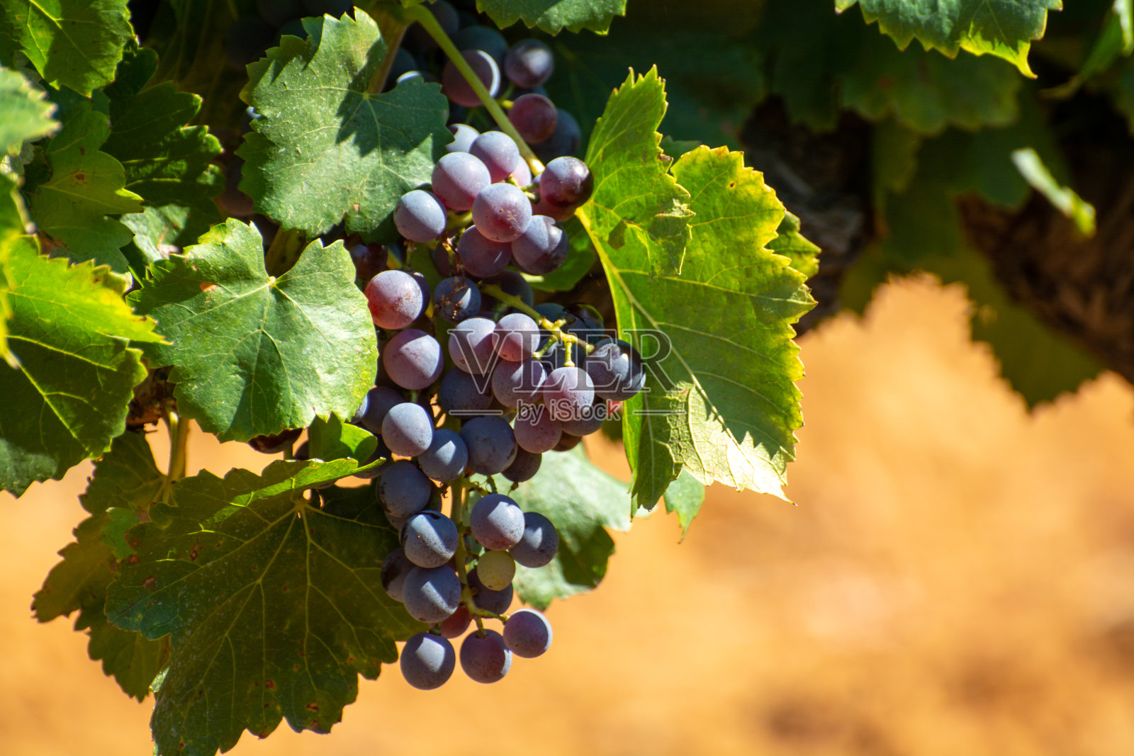 AOC Luberon mountains的葡萄园靠近Apt与老葡萄树干生长在红色粘土，红色或玫瑰葡萄酒葡萄照片摄影图片