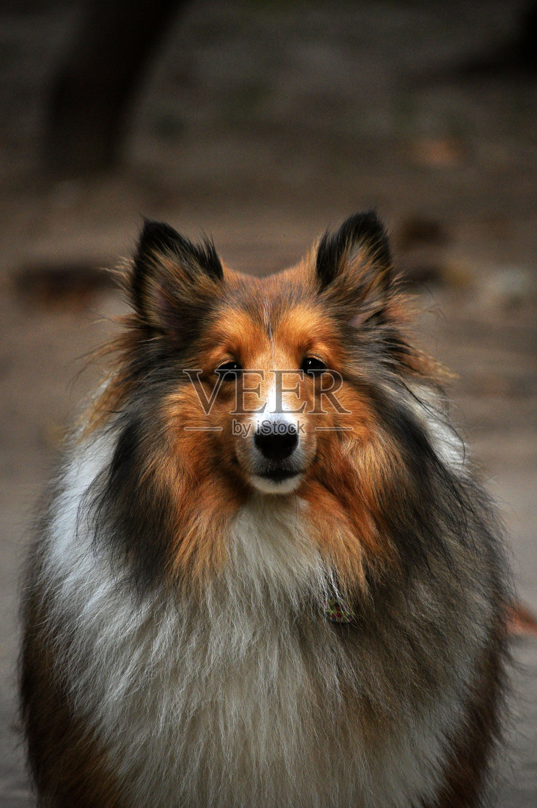 柯利牧羊犬看着相机照片摄影图片