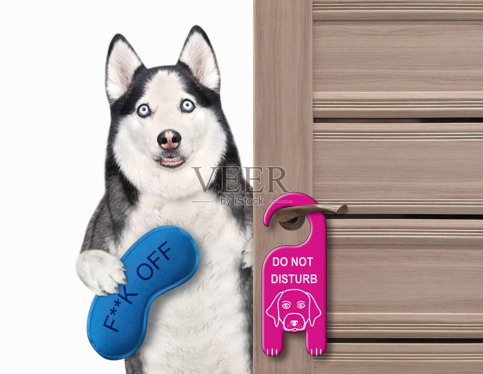 戴着蓝色面具的哈士奇站在门口照片摄影图片