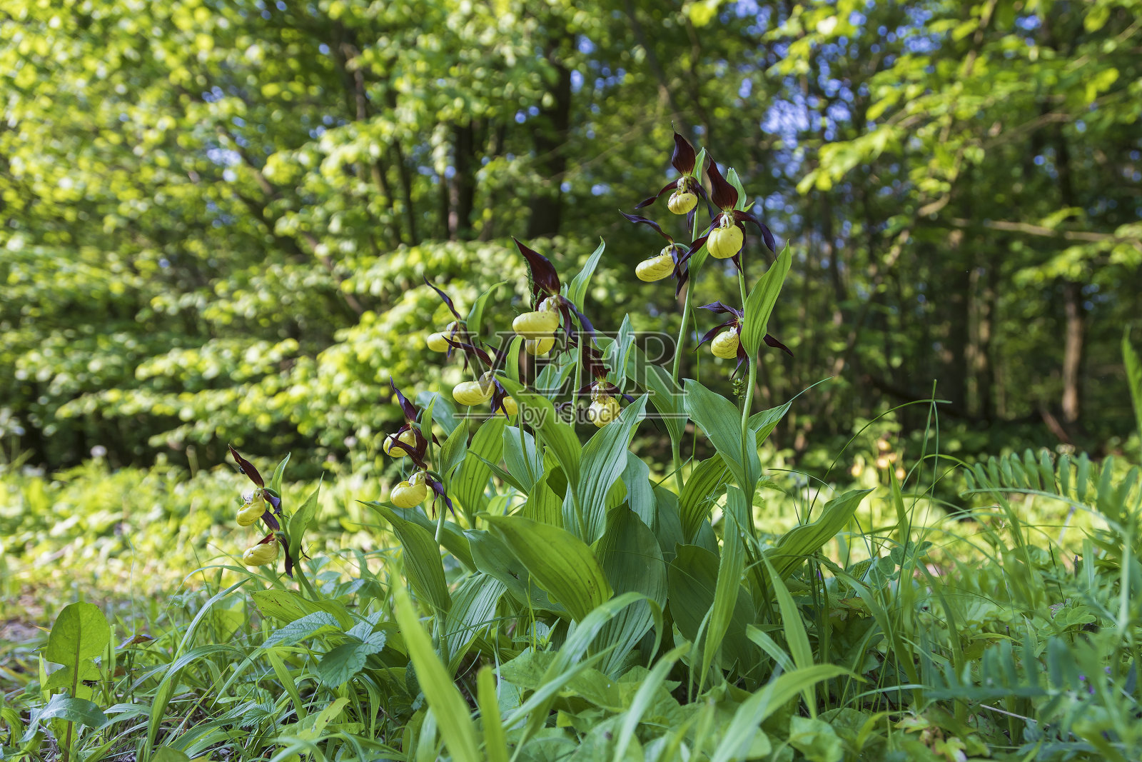 兰花紫塞浦路斯-拖鞋拖鞋漂亮的黄色的花在绿色的背景和漂亮的散。照片摄影图片