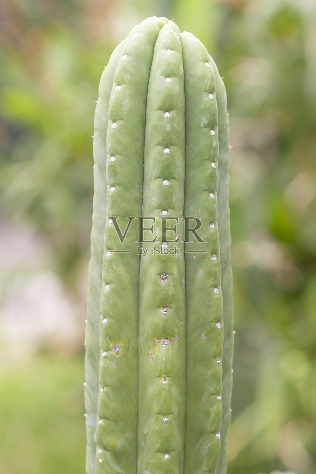 仙人掌的尖锐刺照片摄影图片