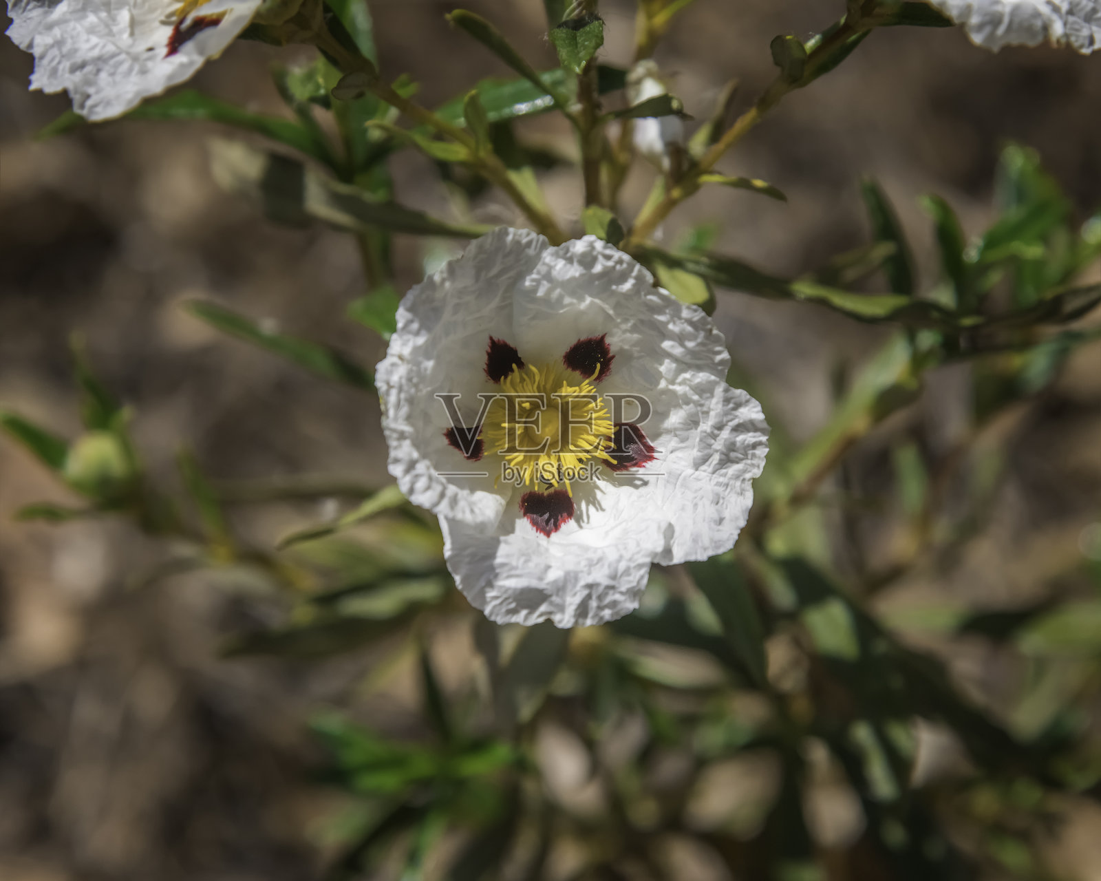 灌木的岩蔷薇照片摄影图片