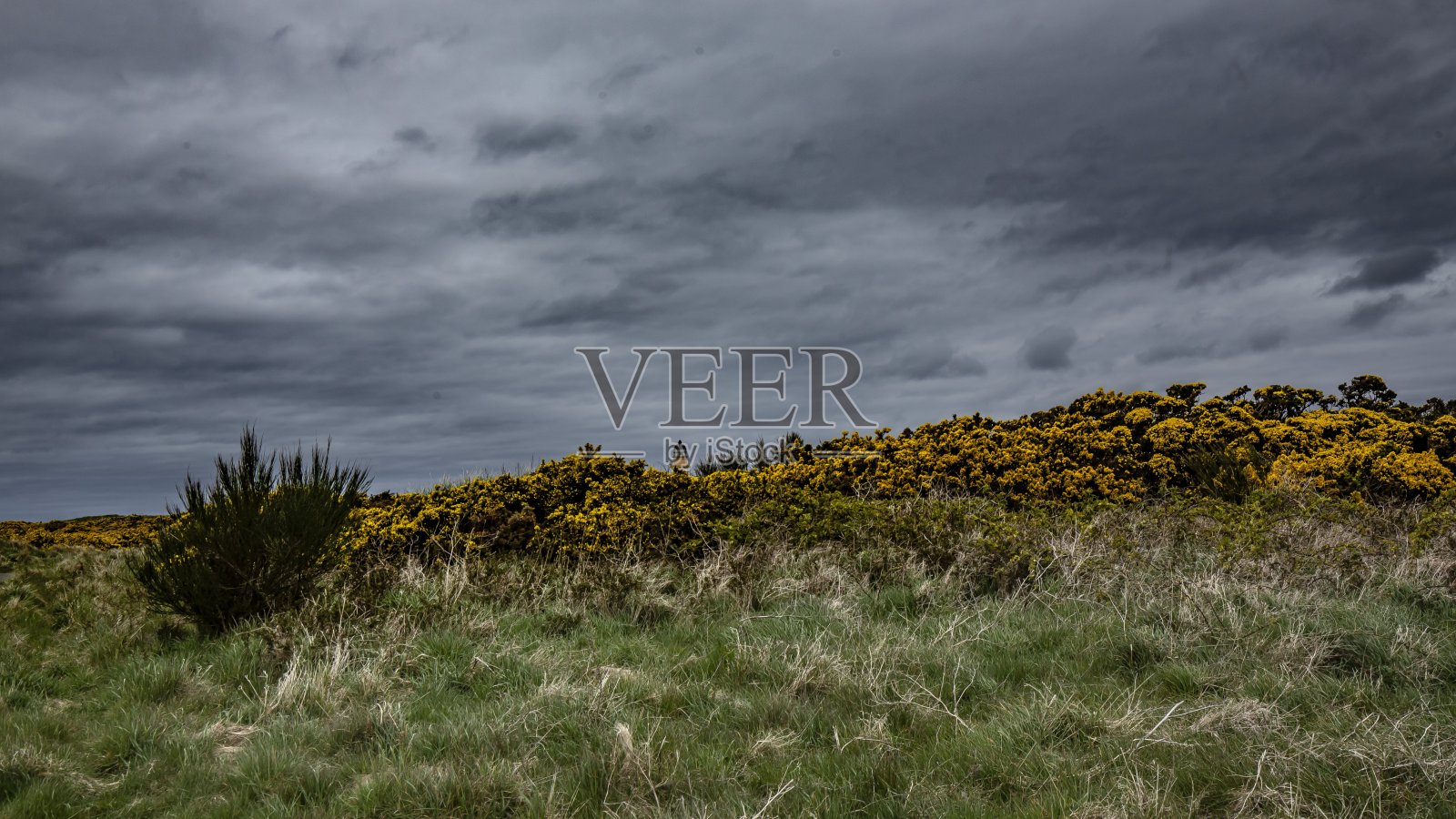 灯塔的顶端，在格罗斯灌木丛之上。照片摄影图片