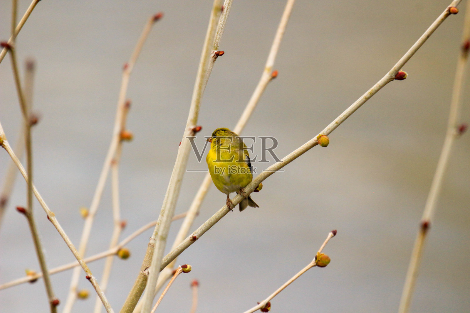 早春在加拿大拍摄的美国雄性金翅雀照片摄影图片